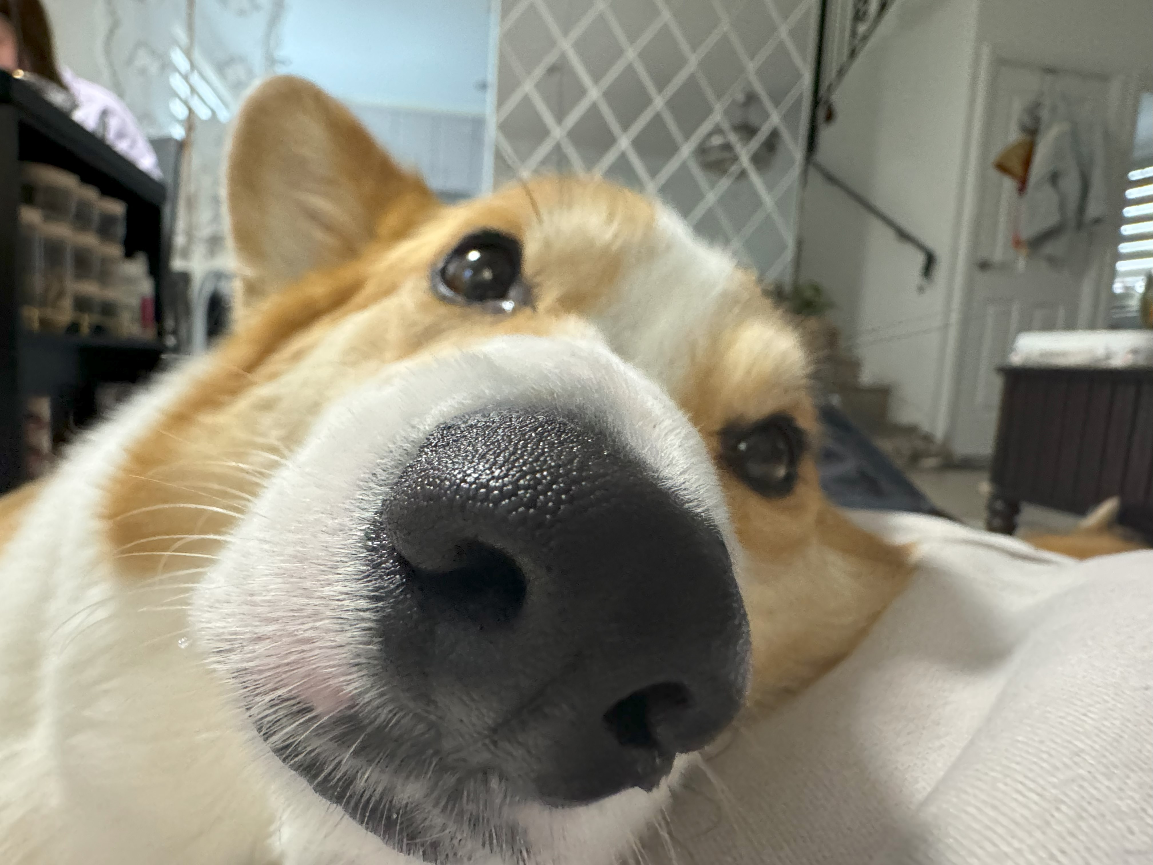haru